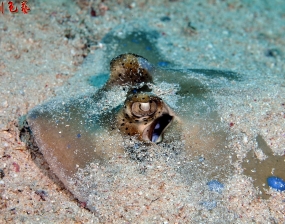 2014年5月 印尼美娜多 潛水攝影 (1/2)