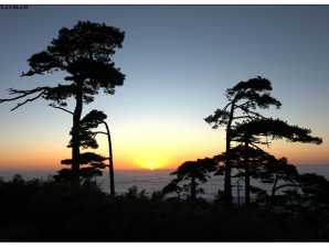 三清山云海劲松