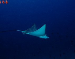 2015聖誕節&16新年 馬爾代夫船潛 (2/2)