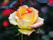 人民公园月季花