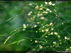 《一花一世界》申请认证